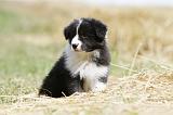 BORDER COLLIE 638